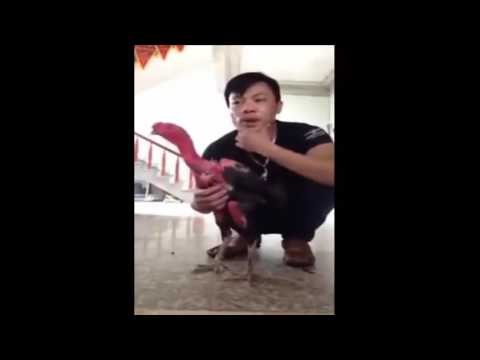 Cách chọn gà chọi tốt , Dành cho người mới chơi gà chọi