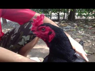 Gà Chọi Thần Kê Mồng Lái Gáy