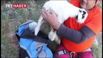 Kayalıklarda mahsur kalan anne ve yavru keçinin kurtarılma anı...