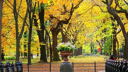 Central Park Tour - New York