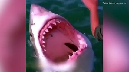 Sailor strokes shark and it brandishes rows of sharp teeth