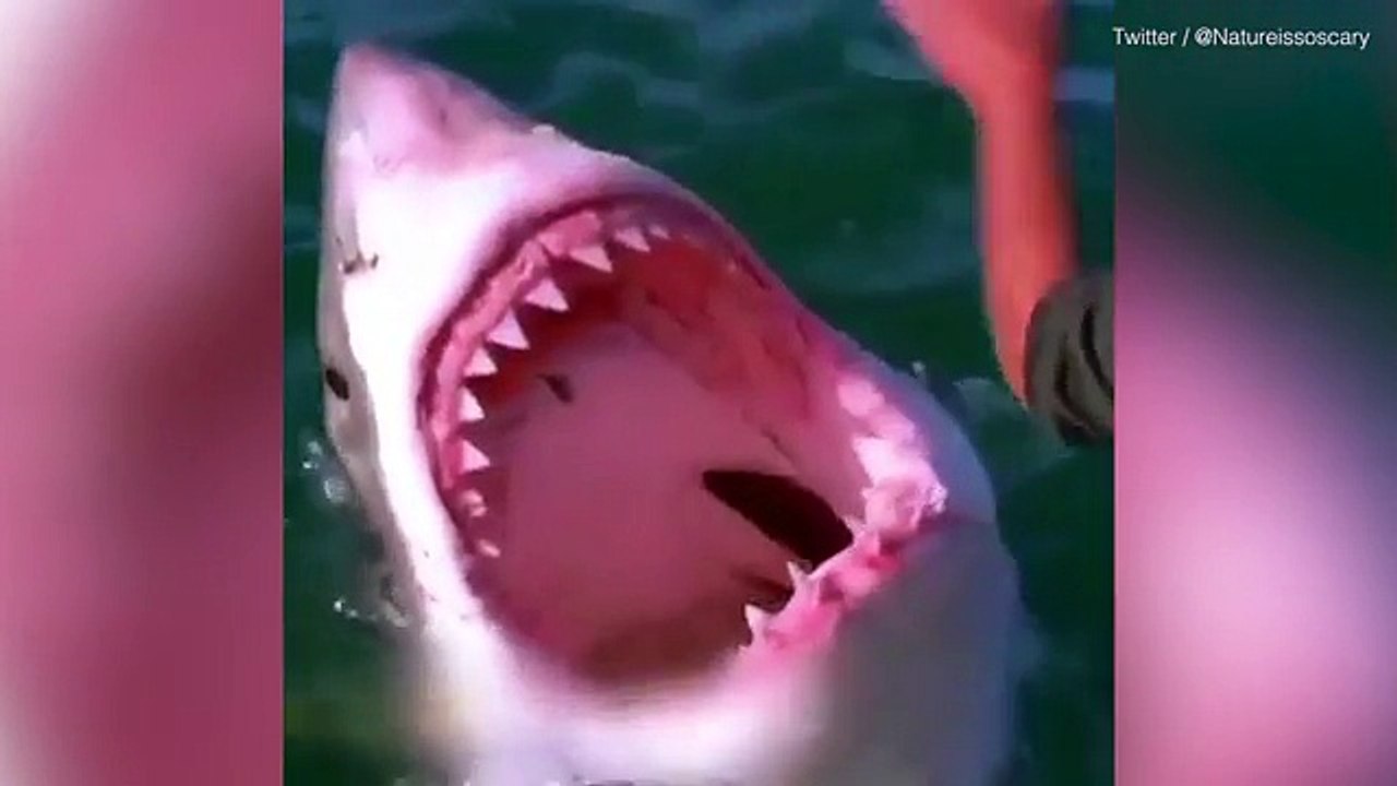 Sailor strokes shark and it brandishes rows of sharp teeth