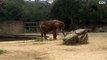 Elephant starving because zoo can’t afford to feed her