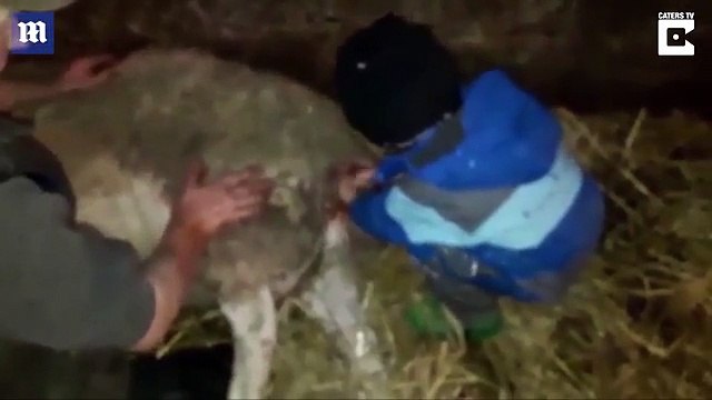 Northumberland boy single-handedly delivers lamb _ Daily Mail Online