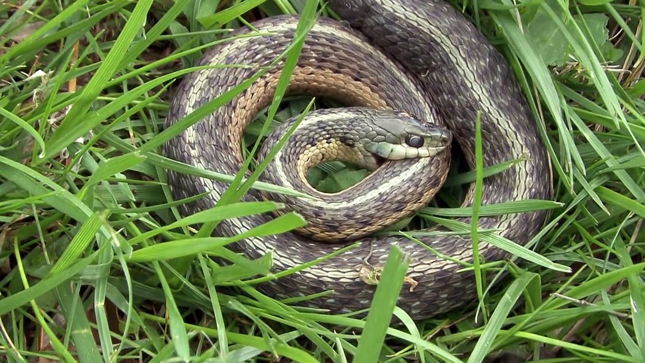 Weird Snake Goes Crazy And Kills Itselff