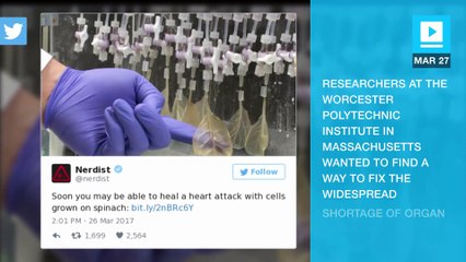 Scientists turns spinach leaves into a human heart