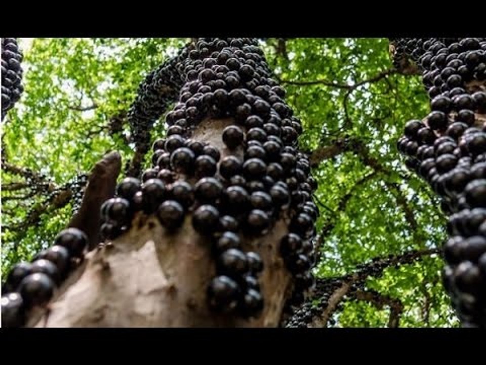 TOP 10 - Những Loại Quả Quý Hiếm Nhất Thế Giới