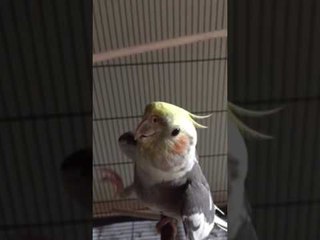 This Cockatiel Has a Better Singing Voice Than Most People