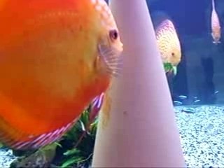 Pigeon marlboro ponte