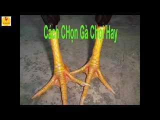 Hướng dẫn xem vảy gà chọi , Cách chọn chiến kê hay nhất hiện nay