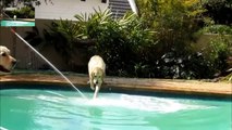 Funny Dogs Swimming in Pool - Funny perros nadando en la piscina