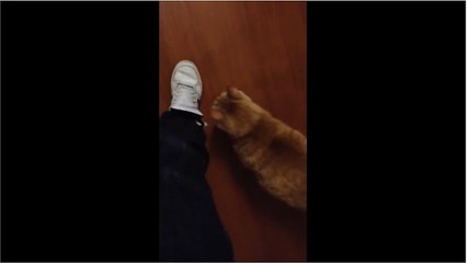 Cat follows owner's every single move