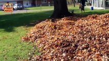 Funny Dogs Playing in Leaves Compilation - Perros divertidos que juegan en la compilación de las hojas