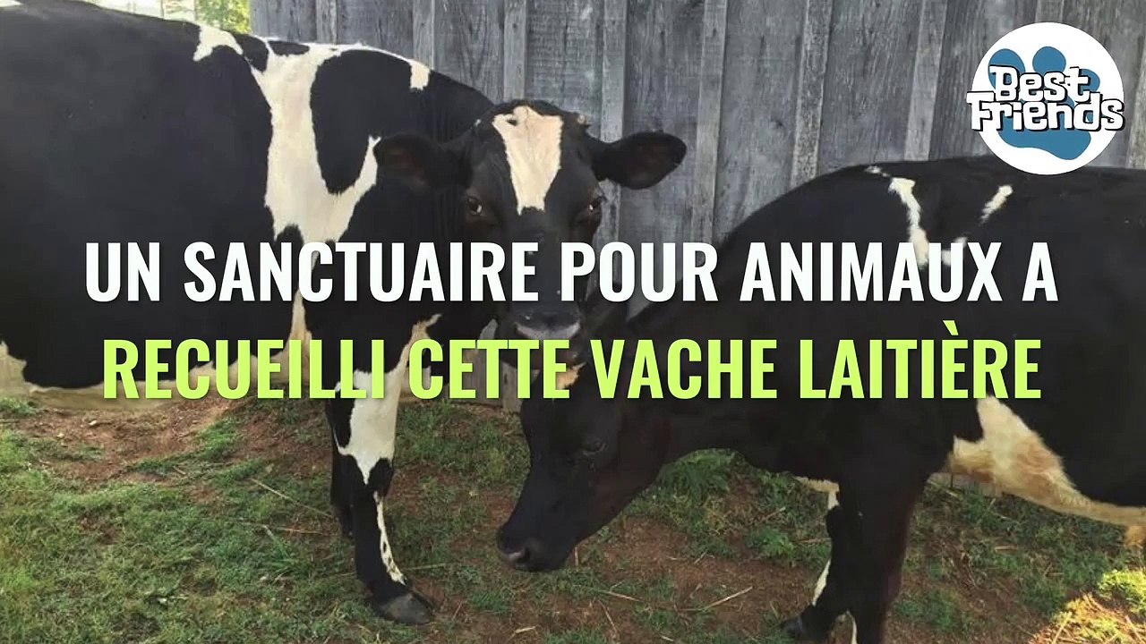 Recueille dans un sanctuaire, une vache n'arrête pas de pleurer. Lorsqu'ils découvrent la raison, ils font une chose incroyable !