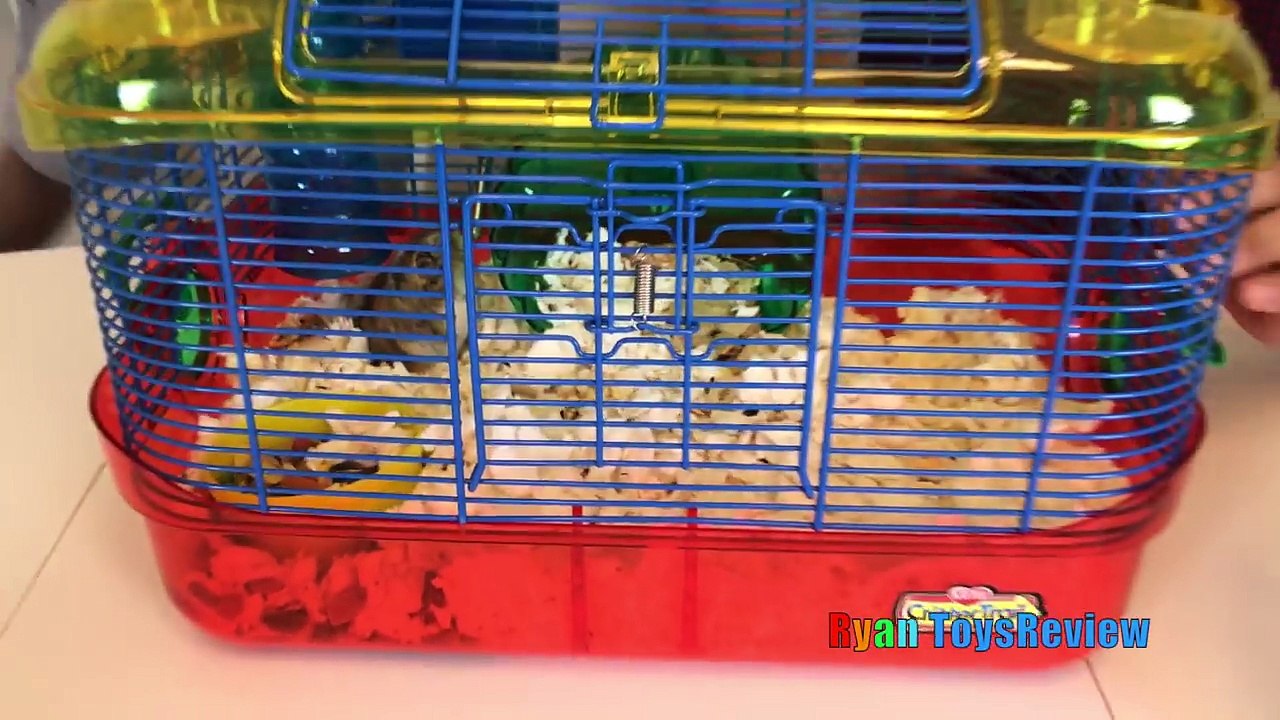 First Pet Fish! Pet Hamster Cleaning Cage Kids Pets! Family Fun Event Kids Video Ryan ToysReview