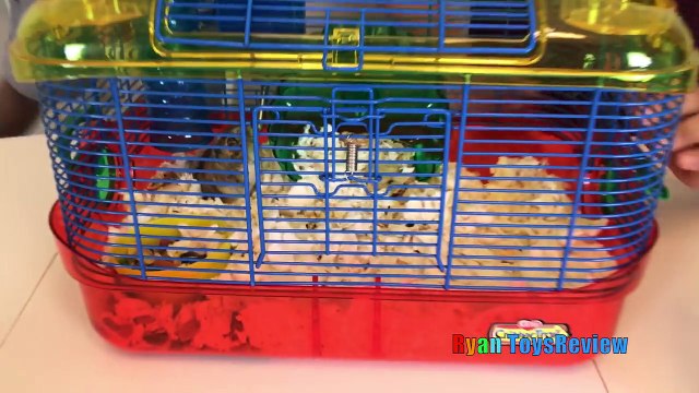 First Pet Fish! Pet Hamster Cleaning Cage Kids Pets! Family Fun Event Kids Video Ryan ToysReview