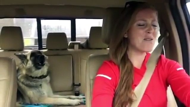 A dog sleeps on dellauto back seat. Here so is his reaction When He Began His favorite song
