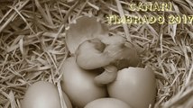 éclosion œuf Canari en Direct 2017, Oiseaux Exotiques