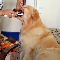 Brosser les dents de son chien Il a l'air d'aimer ça