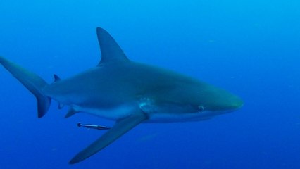 Diver pushes curious shark away with GoPro