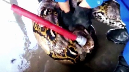 COBRA GIGANTE CAPTURADA VIVA A MAIOR DE TODAS