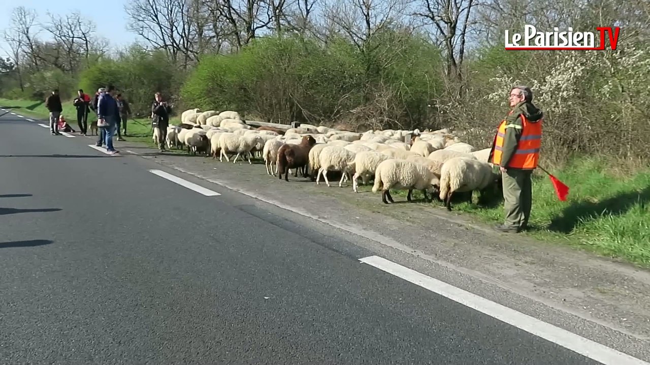 Forêt de Fontainebleau : suivez la transhumance de 200 brebis