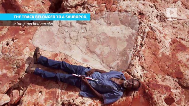 World's largest dinosaur footprints discovered in Australia's 'Jurassic Park'
