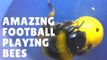 Football Playing BEES!? Incredible Bees Score Goals!