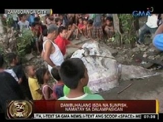 24Oras: Dambuhalang isda na sunfish, namatay sa dalampasigan sa Zamboanga City