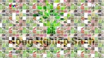 Myrtle Red snapper My Hao agricultural products Hung Yen