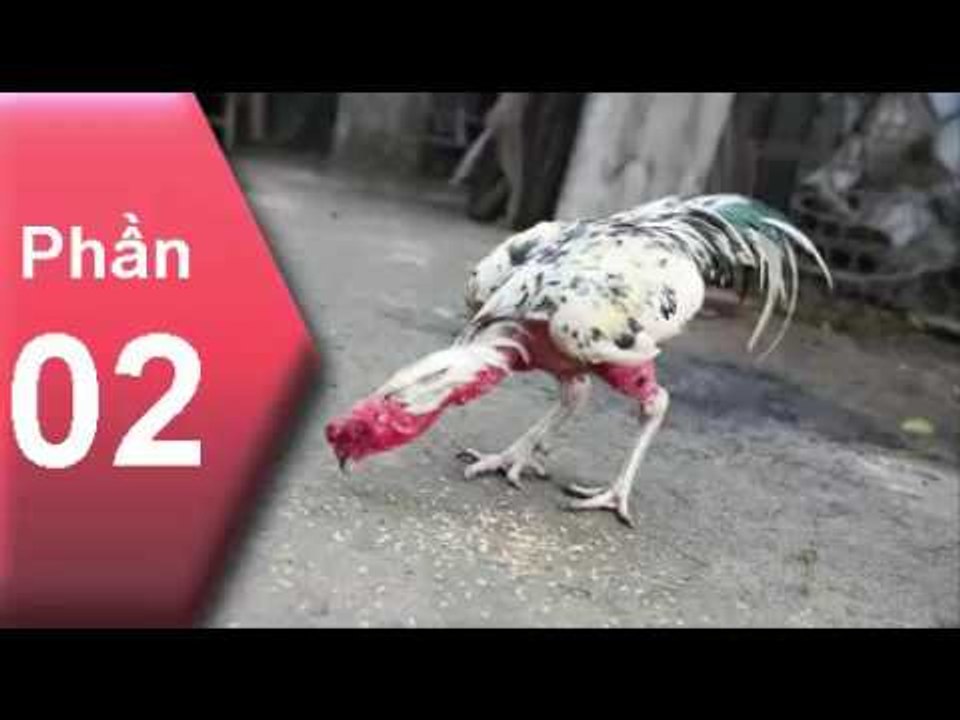 Truyện gà chọi ✔️ - Cái Giá phải trả khi chơi Gà Chọi ( Phần 2 )