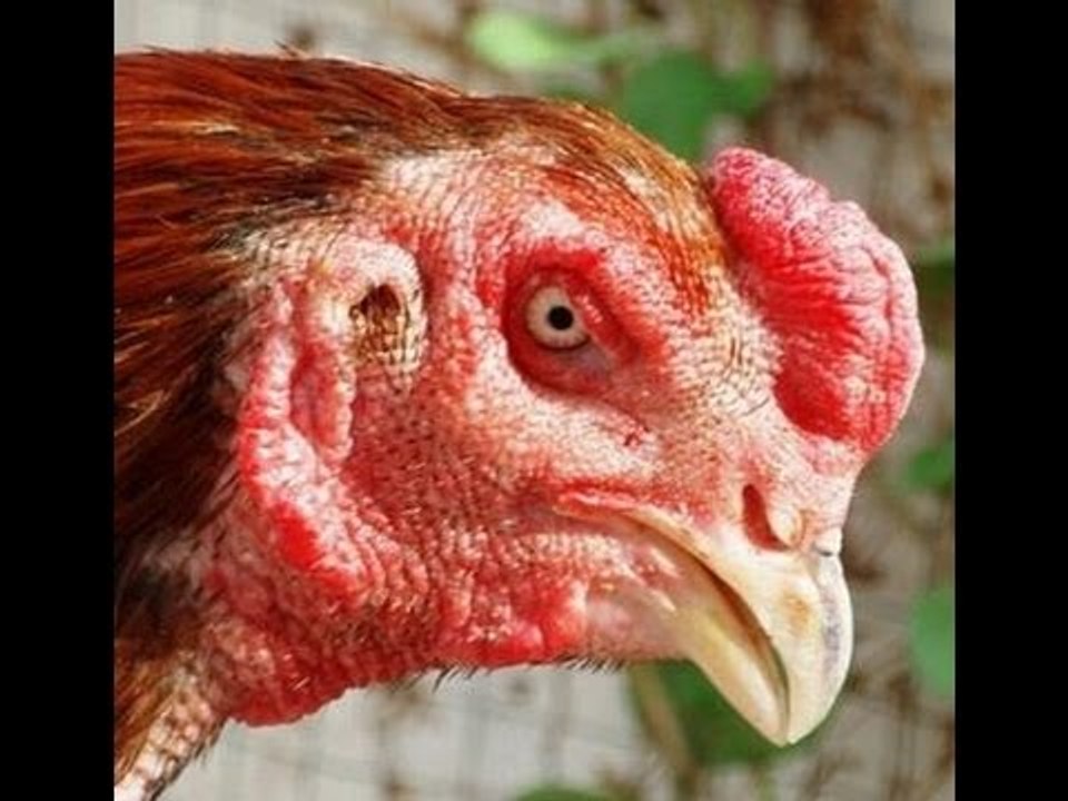 Hướng dẫn cách chọn gà chọi có tài để làm giống