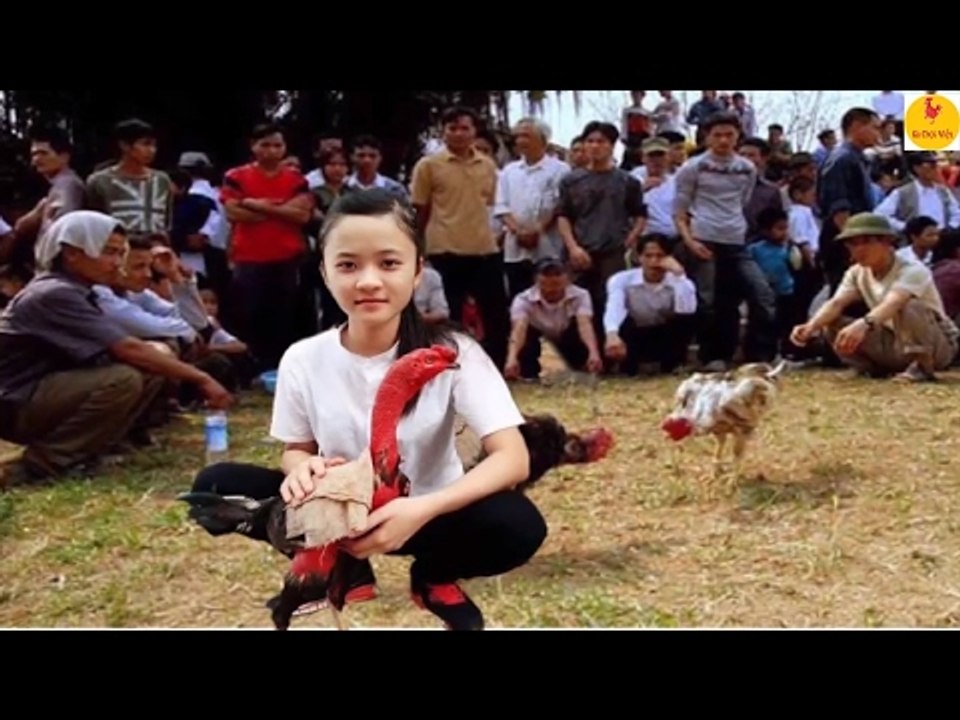 Truyện Gà Chọi - Nữ Quái Kê Sới GÀ CHỌI Khét Tiếng