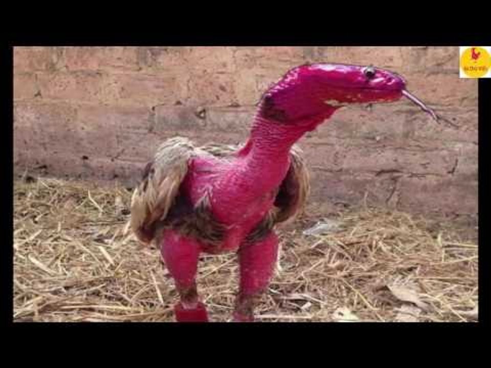 Truyện Gà Chọi - Thần Gà, Lai Rắn