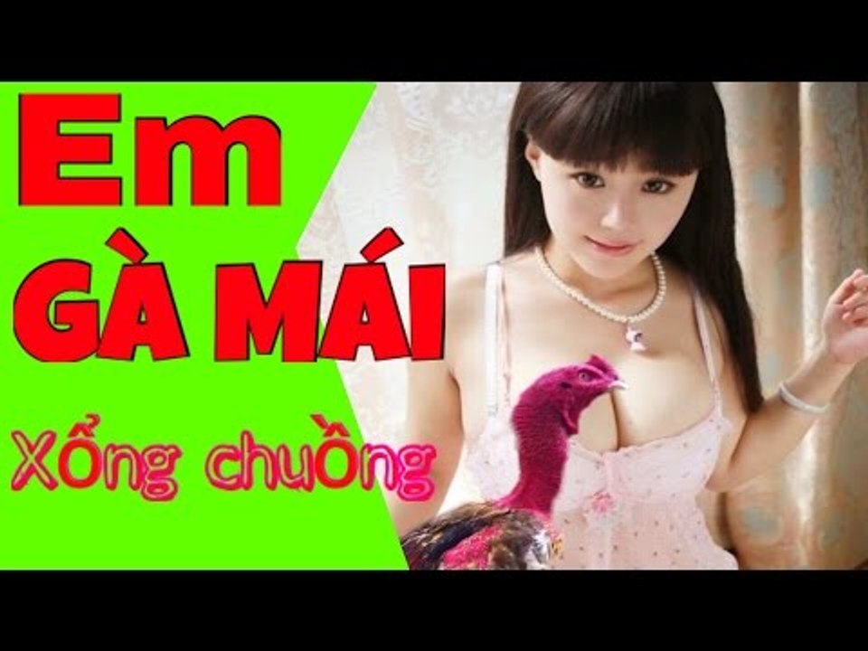 Truyện gà chọi ✔️ Em gà mái xổng chuồng '''mới nhất '' p1