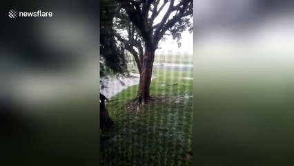 Cyclone Debbie uproots tree in Australian garden