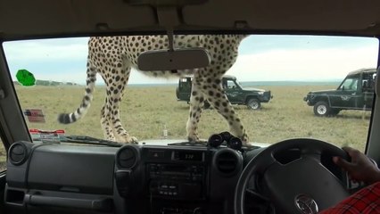 Un leopardo salvaje sube al vehiculo de estos turistas en un zafari