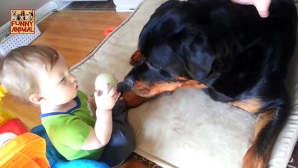 Rottweiler Love Baby Compilation - Compilación del amor del bebé de Rottweiler