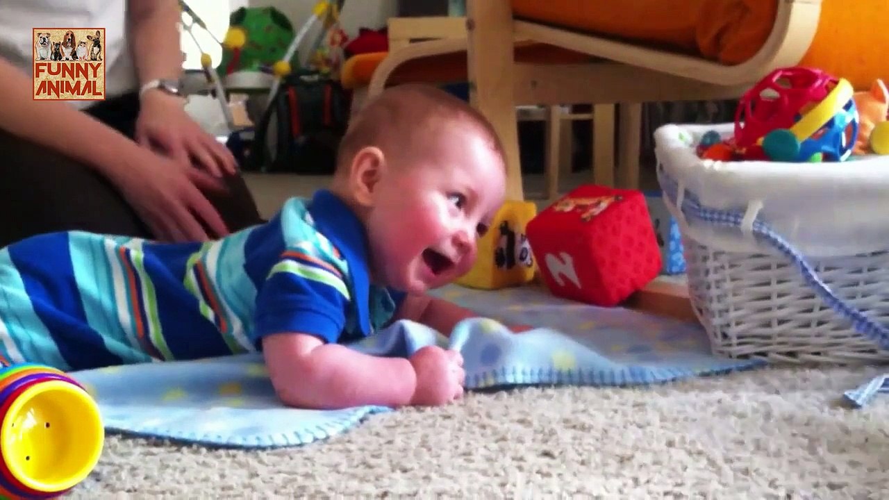 Babies Laughing Hysterically at Cats - Bebés que ríen histéricamente en los gatos