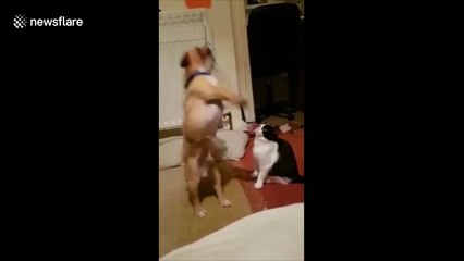 Dog takes out cat while jumping for toy