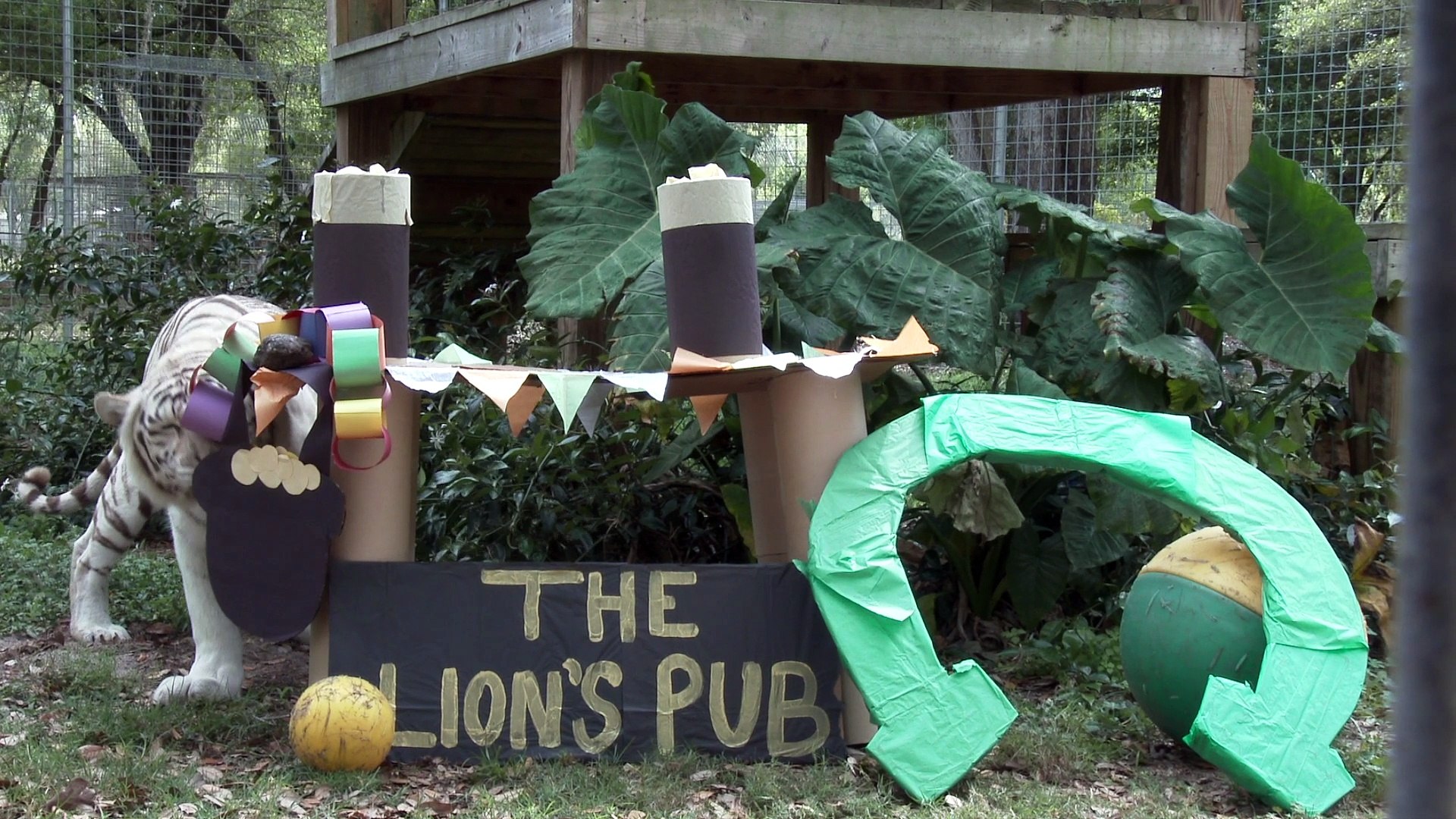 ⁣St. Patrick's Day For Big Cats