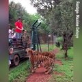 Provano a dare della carne alle tigri... Guardate come reagisce una di loro!