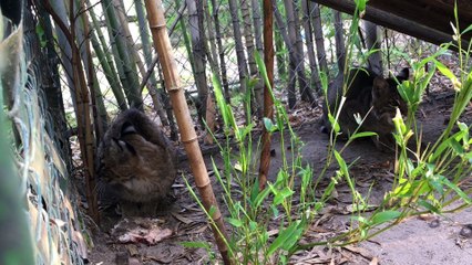 Rescuing 2 Bobcats From An Alabama Zoo - Part 1