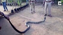 Rescued Cobra Drinks Water From Bottle