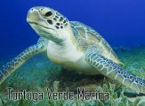 Carlos Michel Fumero y las especies marinas en extinción