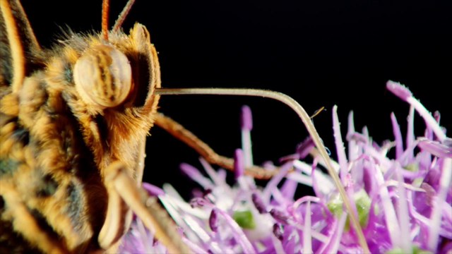 RUN THE JEWELS FT. GANGSTA BOO - LOVE AGAIN
