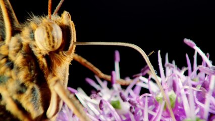 RUN THE JEWELS FT. GANGSTA BOO - LOVE AGAIN