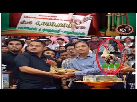 Thần Kê, Khiến Đại Gia Thái Lan bỏ ra 3,1 Tỷ Để Sở Hữu (Gà Chọi Thái Lan)