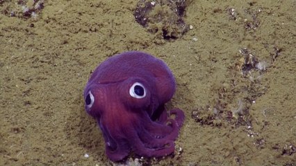 Cette pieuvre ressemble à un jouet sous l'eau !