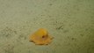 Mini pieuvre jaune toute mignonne sous l'eau